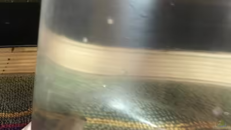 08.11.23 Ankunft Pelvicachromis taeniatus nigeria rot Weibchen von herkla (49)