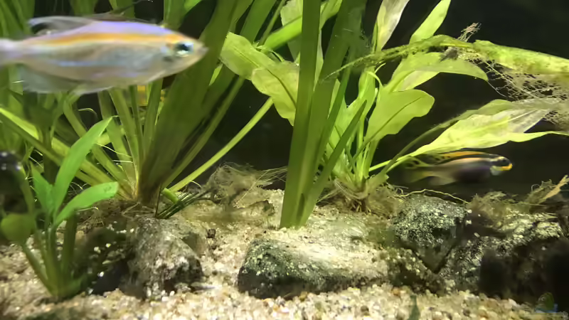 08.11.23 Pelvicachromis teaniatur nigeria rot weibchen von herkla (51)