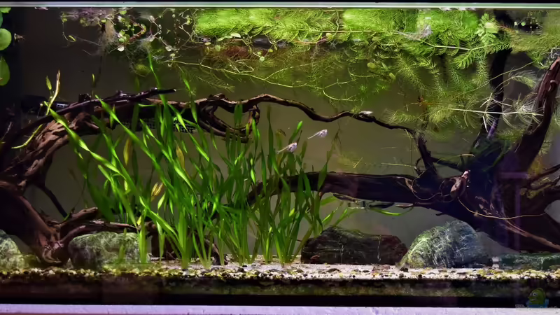 09.01.2009 von Junglist (11)