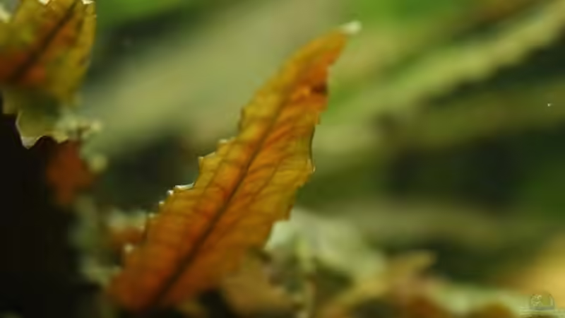 09.01.2011 Cryprocoryne wendtii ´brown´ von *Lucie* (18)