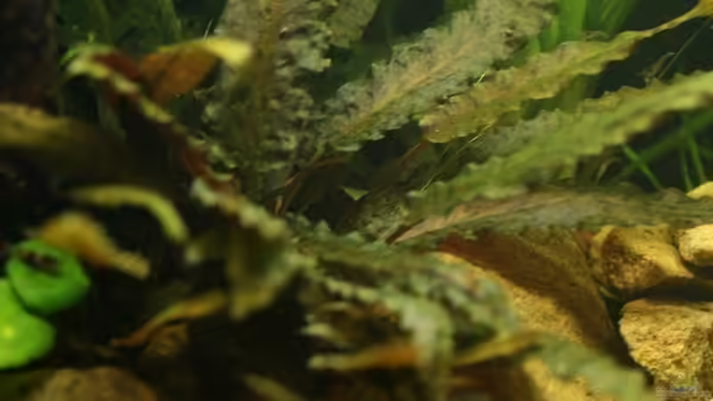 09.01.2011 Cryptocoryne wendtii ´brown´ von *Lucie* (17)