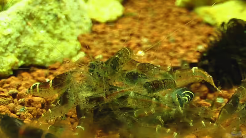 09.01.2011 Das große Fressen;-) von *Lucie* (41)