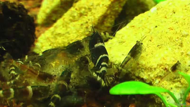 09.01.2011 von *Lucie* (42)