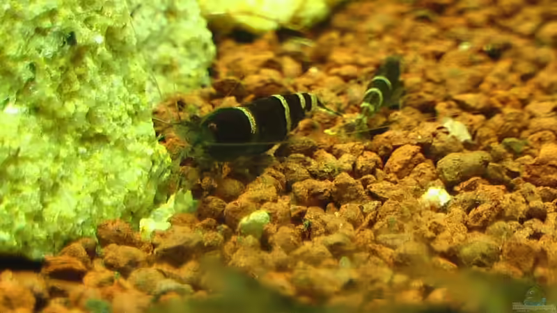 09.01.2011 von *Lucie* (43)