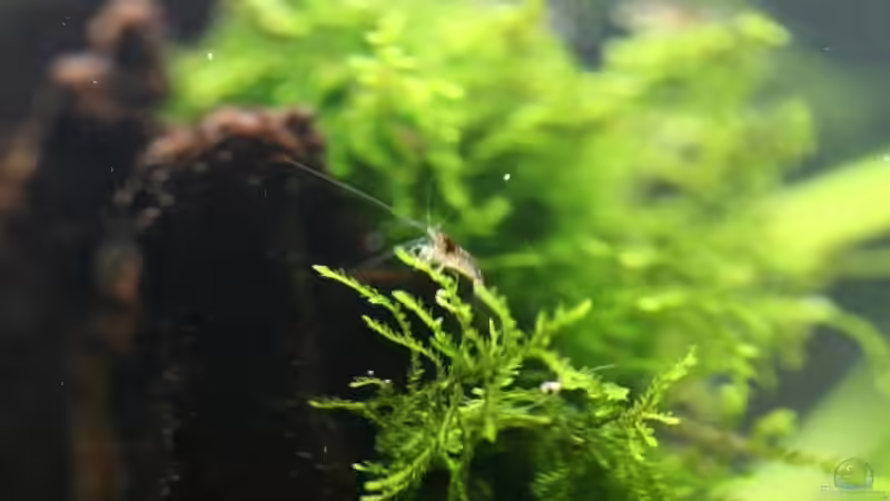 09.01.2011 von *Lucie* (45)