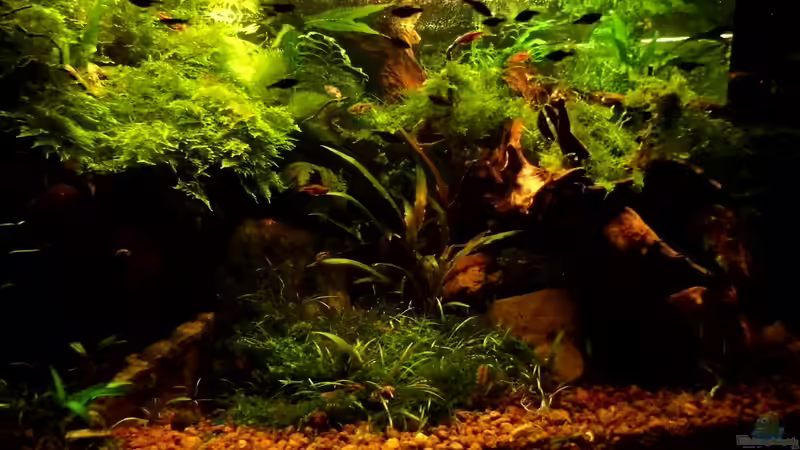 09.02.2014 Neue Wurzel im Becken von snooze (12)