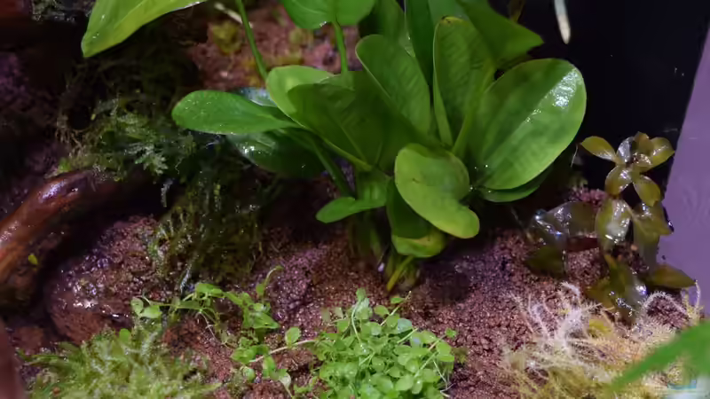 09.02.2018 Neuzugang Echinodorus harbii und Micranthemum Monte Carlo von Junglist (68)