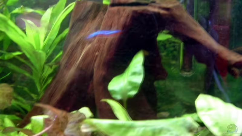 09.03.08 von Alexander Preuss (8)