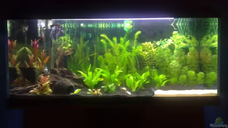 09.03.2008 von AlexR6 (4)