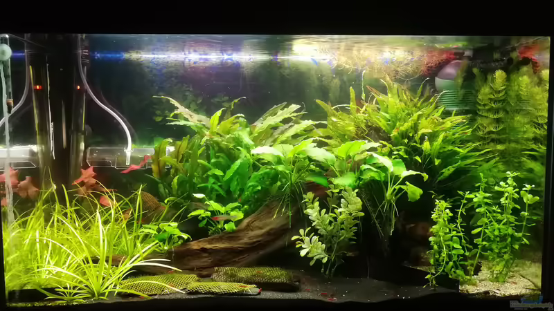 09.03.2019 von JohnnyWishbone (15)