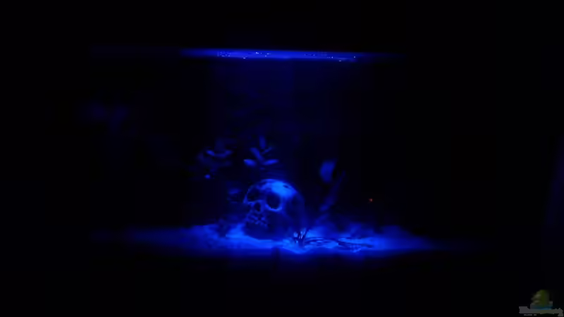 09.04.2009 Mondlicht installiert von EagleHunter (8)