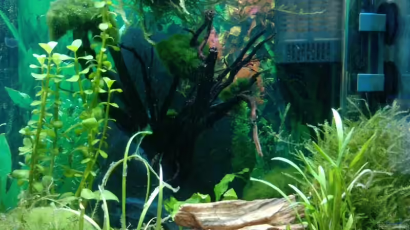 09.04.2011 von manala (3)