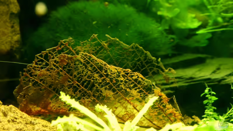 09.04.2012 Buchenblatt abgefressen von SouthAmerica (54)