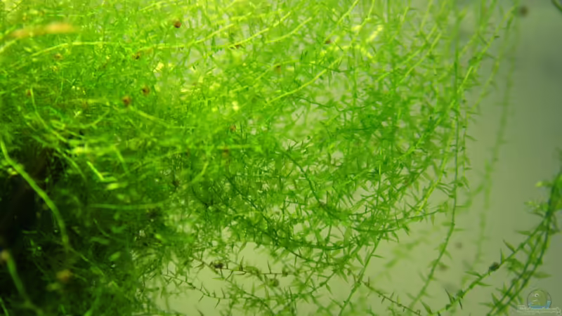 09.04.2012 Javamoos von SouthAmerica (28)