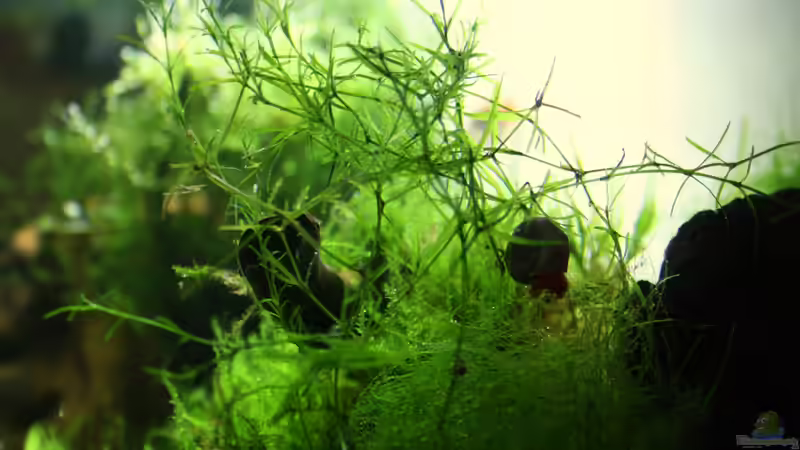 09.04.2012 Nixkraut von SouthAmerica (29)