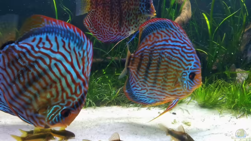 09.04.2012 von Dani B (29)