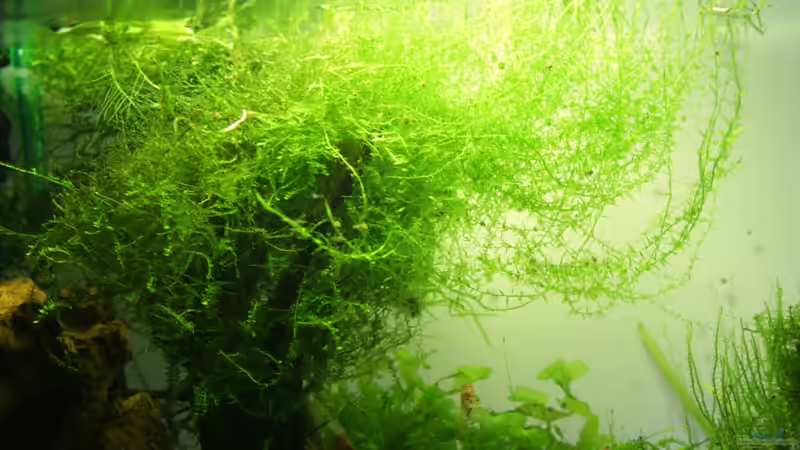 09.04.2012 von SouthAmerica (24)