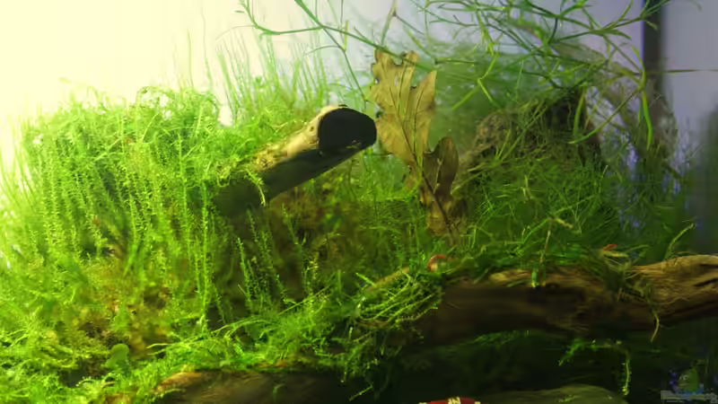 09.04.2012 von SouthAmerica (25)