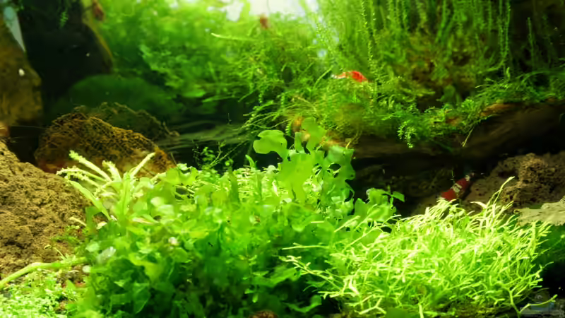 09.04.2012 von SouthAmerica (26)