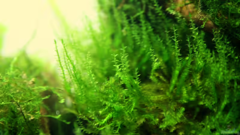 09.04.2012 von SouthAmerica (31)