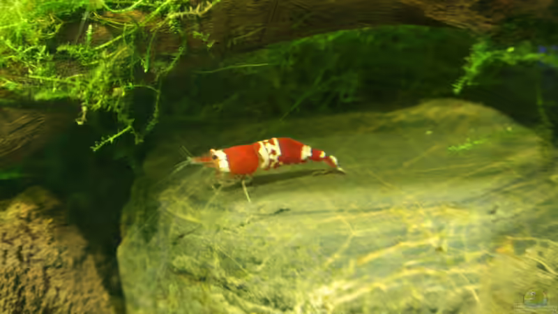 09.04.2012 von SouthAmerica (65)