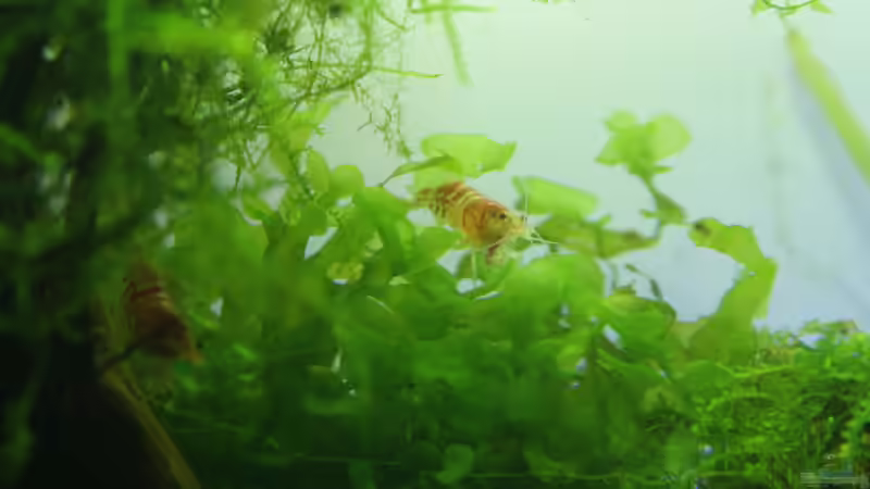 09.04.2012 von SouthAmerica (66)