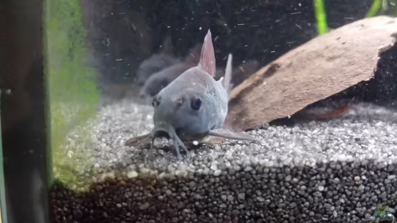 09.04.2016 von JohnnyWishbone (14)