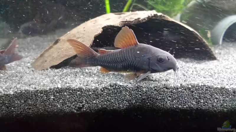 09.04.2016 von JohnnyWishbone (15)