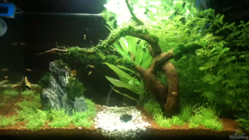 09-05-10 von Flevus (9)