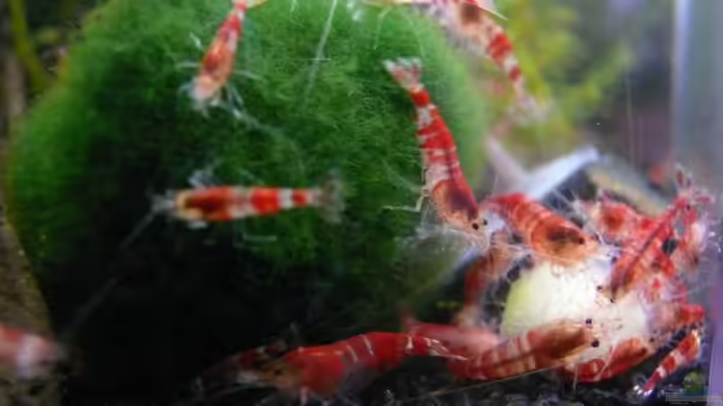 09.05.2010 - kurz vorder Katastrophe von Bunter Fisch (20)