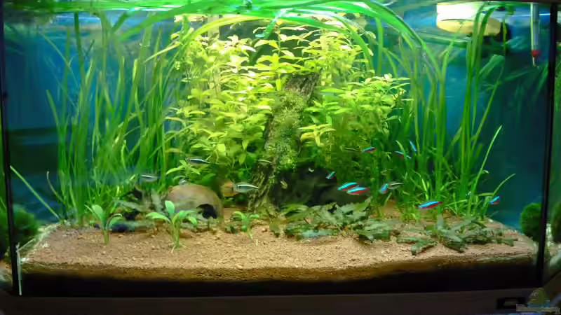 09.05.2010 von Andy_daHousecat (5)