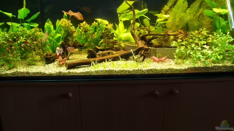 09.06.2008 - schreckliche Ansicht mit den ersten Pflanzen in der Einfahrphase von Die kleine Meerjungfrau (6)