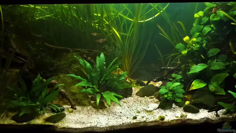 09.06.2022 von okefenokee (41)