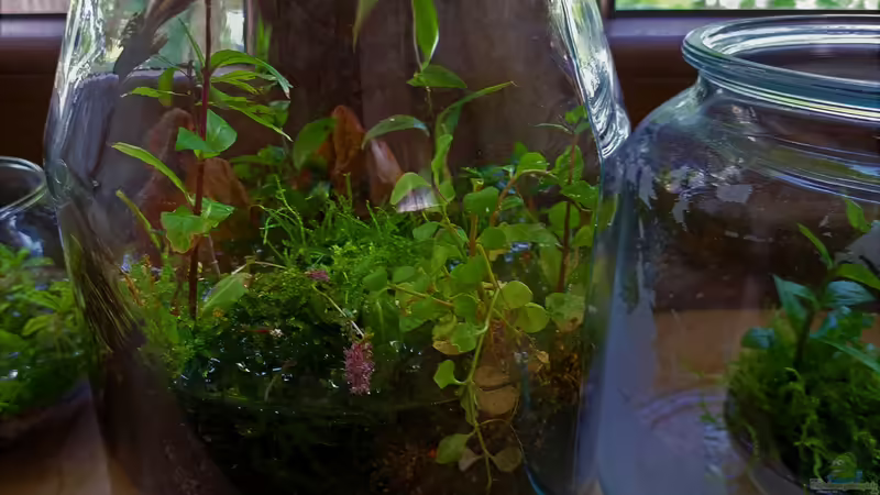 09.06.2023 Neues Gefäß von okefenokee (30)