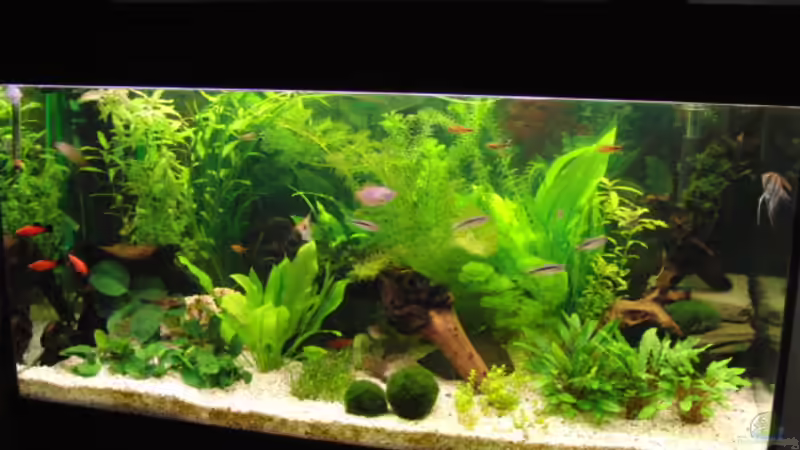 09.07.09 von Microsash (4)