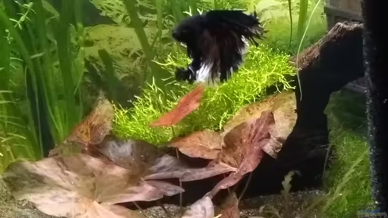 09.07.18 linke Seite von Stephy (4)