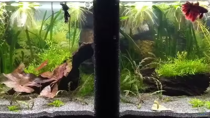 09.07.18 von Stephy (3)