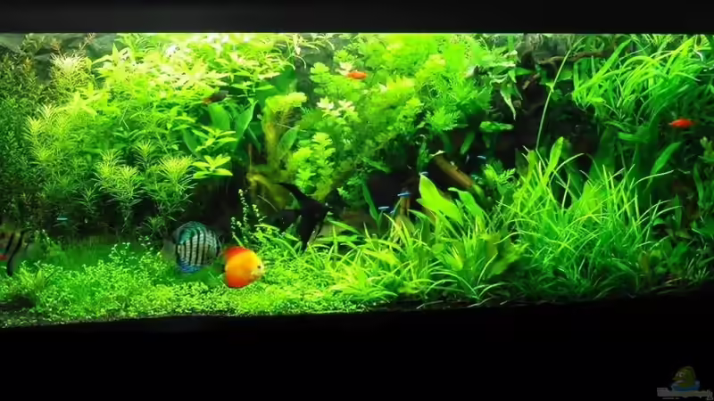 09.07.2010 von Microsash (9)