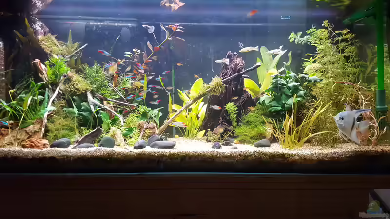 09.08.2018 mit Drachenstein von Mel (2)