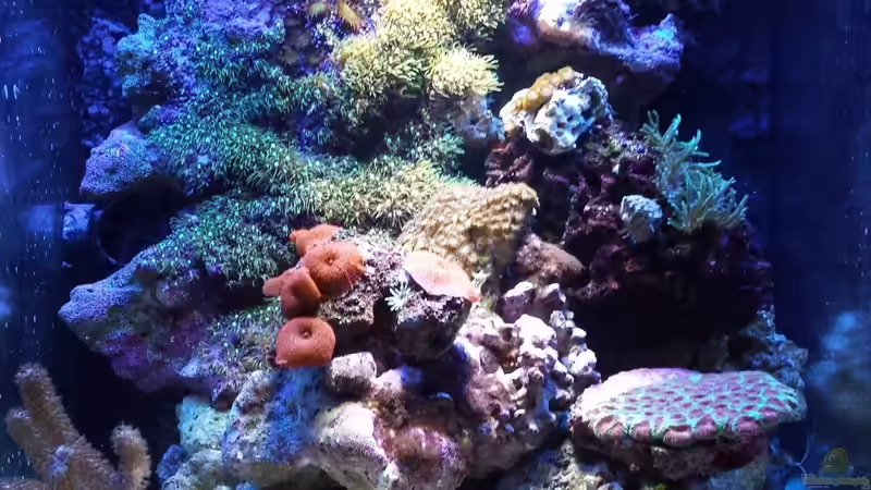 09.09.13 von Amazonasbecken.eu (2)