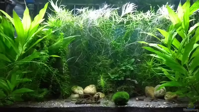 09.09.18 von Stephy (6)