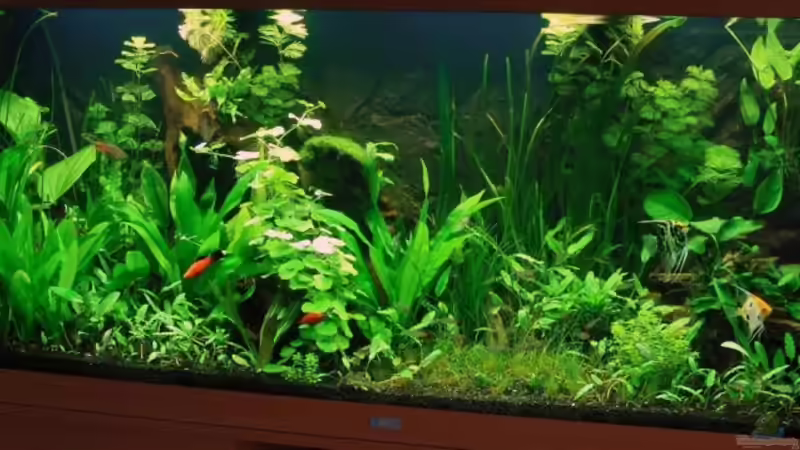 09.09.2009 von Microsash (2)