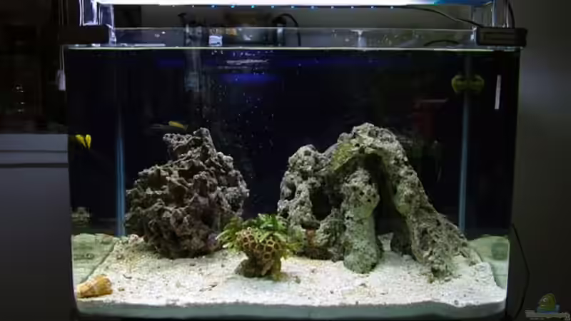 09.11.2008 von Merya (9)