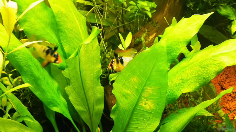 09.12.2011 - 2 Ramirezi-Männchen von bergfrau (24)