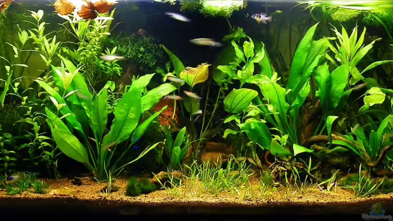 09.12.2011 - Angekommen in Südamerika von bergfrau (5)