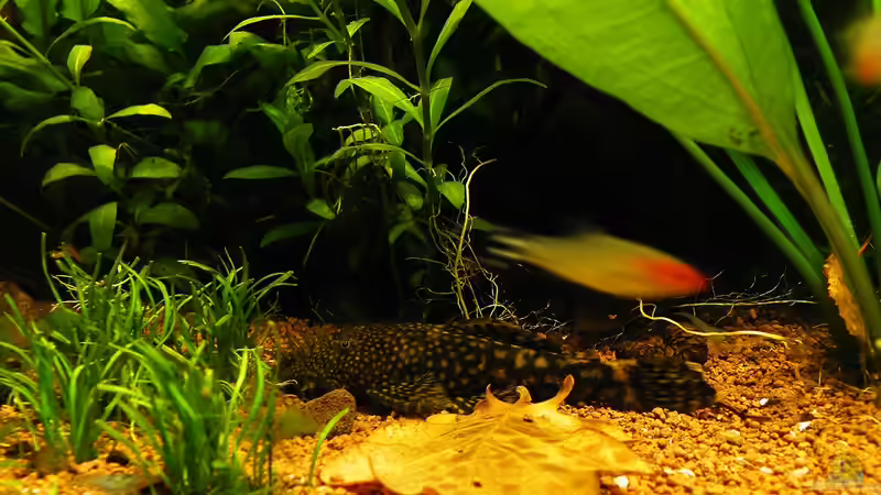 09.12.2011 - Antennenwels Knut von bergfrau (23)