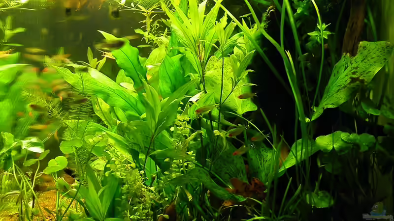 09.12.2011 - Rechts Seite von bergfrau (12)