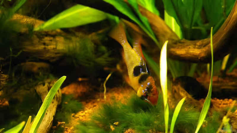 09.12.2011 - Schmetterlingsbuntbarsch - Ramirezi von bergfrau (21)