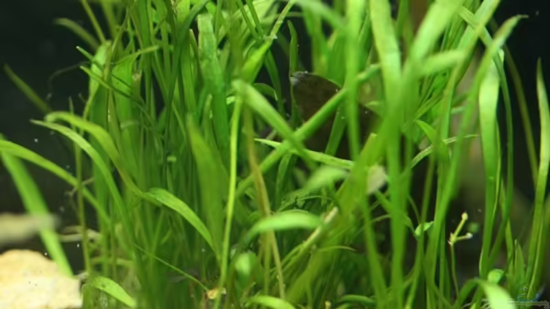 09.12.2011 Neuseelandgras von *Lucie* (19)