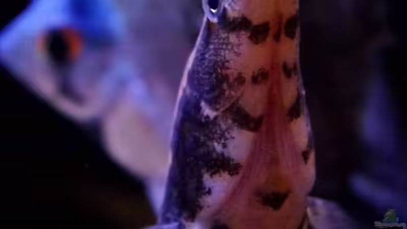 09.12.2013 von snooze (87)